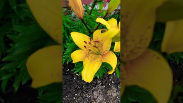 Красивое цветение Лилий в огороде #цветы #огород #дача смотреть онлайн