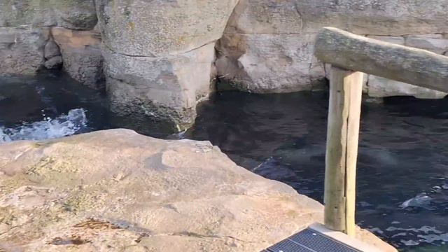 Зоопарк у моря. Седой Бродяга с внучкой Алисой в Бремерхафене. смотреть онлайн