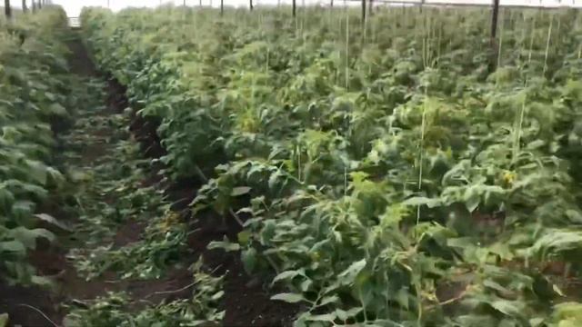 ЧТО СТАЛО С ЗАМЕРШИМИ ПОМИДОРАМИ? | ОПЫЛЕНИЕ БЕЗ ШМЕЛЕЙ |ОБЗОР ТЕПЛИЦ смотреть онлайн