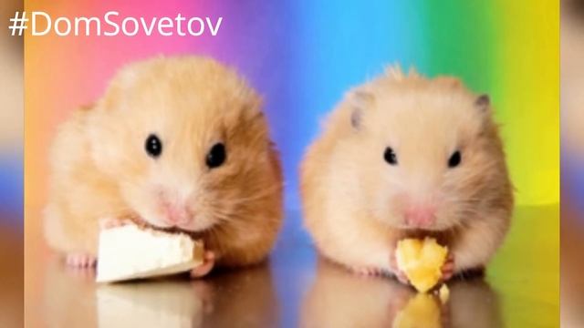 Как выглядят новорожденные хомячки. Правила содержания хомяков#DomSovetov смотреть онлайн