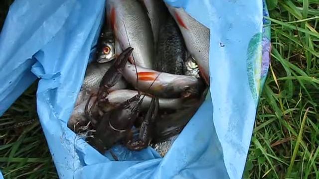 И раки клюют на червя