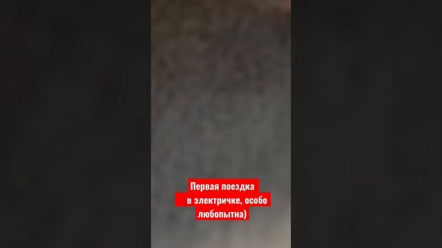 #французкийбульдог #shorts #dogs #funnyvideo #frenchbulldog #ржач #смешное #животные #happy #любимц смотреть онлайн