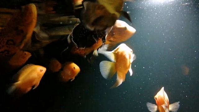 Кормление цихлид кузнечиком смотреть онлайн