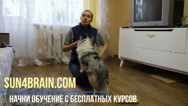 Упражнение на развитие образного мышления. Из курса "Юный кинолог/ Канистерапия" смотреть онлайн