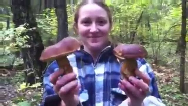 Белые грибы смотреть онлайн