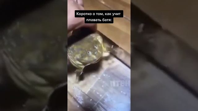 #мемы #ржака #лягушка #жиза