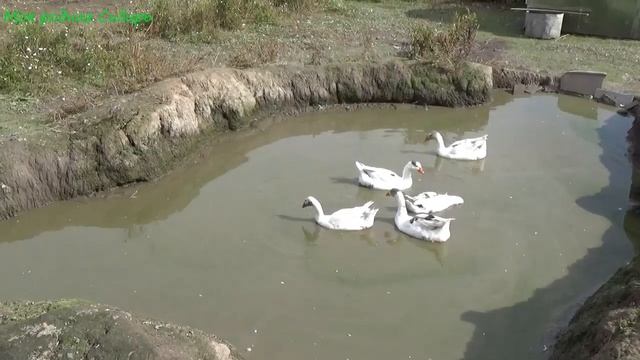 Наш гусак Гошка то !..... На улице засыпают дорогу. Доделываем крыльцо! смотреть онлайн