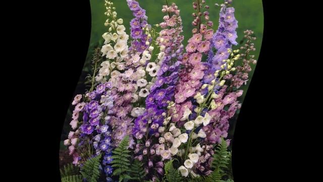 Дельфиниум уход смотреть онлайн