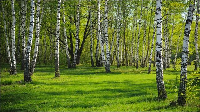 Поздравительная открытка с Днём России! смотреть онлайн