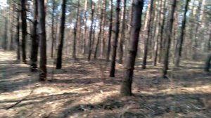 Русская гончая. Красивый голос)