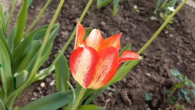 Дача. Краски, наступившего Лета !!! ??????? смотреть онлайн