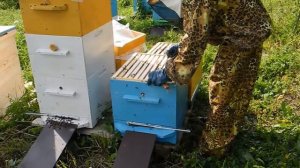 Пчеловодство. Постановка третьих корпусов. Все Пасеки
