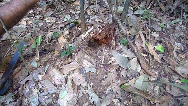 Amazon Spider (short 26-second video) смотреть онлайн