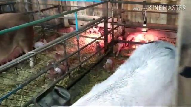 Купили ДЮРКА. смотреть онлайн