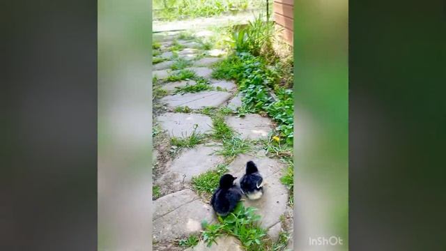 Гергебильская или гилянская курица смотреть онлайн