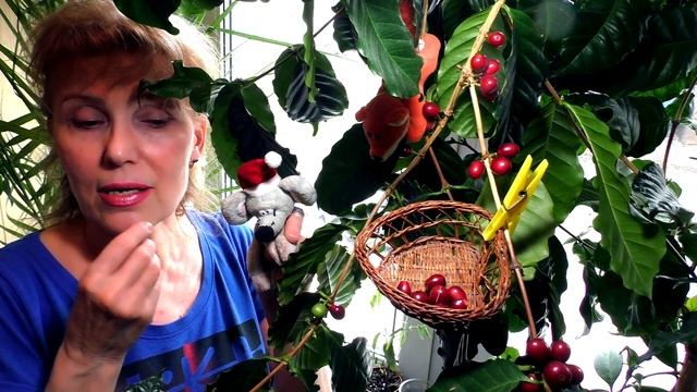 С этим растением ты забудешь про старость и болезни! Собираем урожай кофе дома. смотреть онлайн