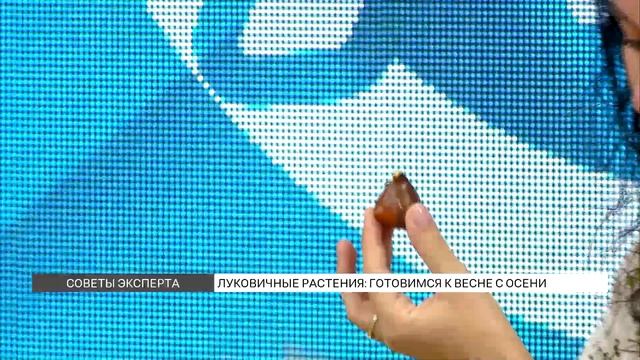 Луковичные растения: готовимся к весне с осени смотреть онлайн