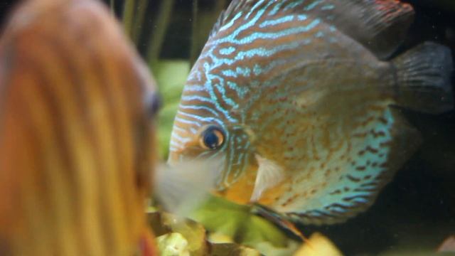 Fishy, fishy, fish. | Tropical Aquarium, Paris смотреть онлайн