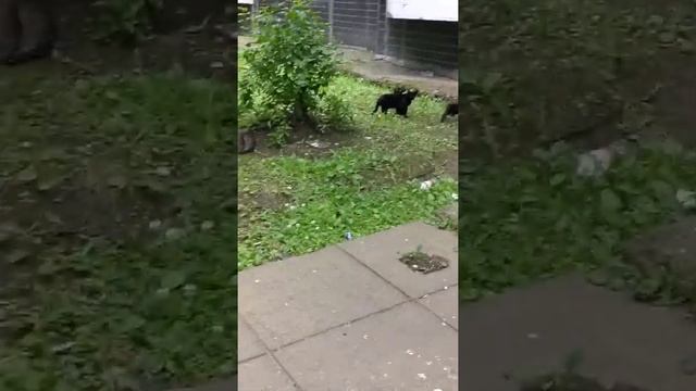 Нашел брошенных котят на улице! смотреть онлайн