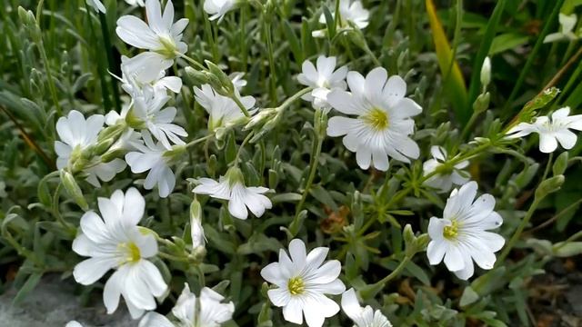 Счастлива вопреки 15 - 16 серия | Несмотря ни на что | Финал смотреть онлайн