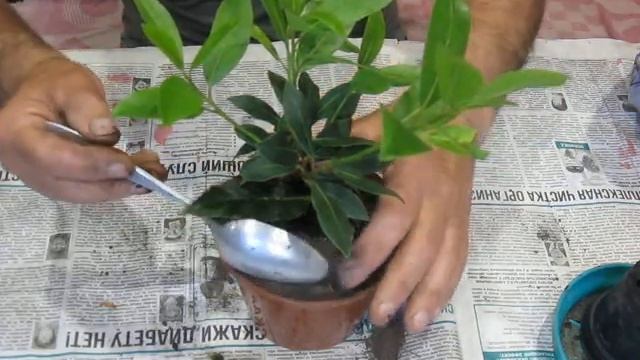Мой "лавр благородный". Пришло время пересадить... смотреть онлайн