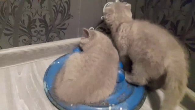 Zotdor MUSHUKLAR SOTILADI SKOTSH Fold Va SKORSH Strayd Narxi Juda Arzon Mushuklar