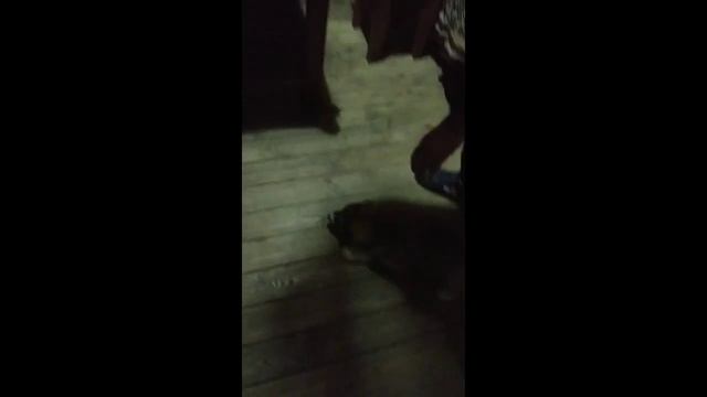 Сараево - Селтик. Едем за щенком алабая смотреть онлайн