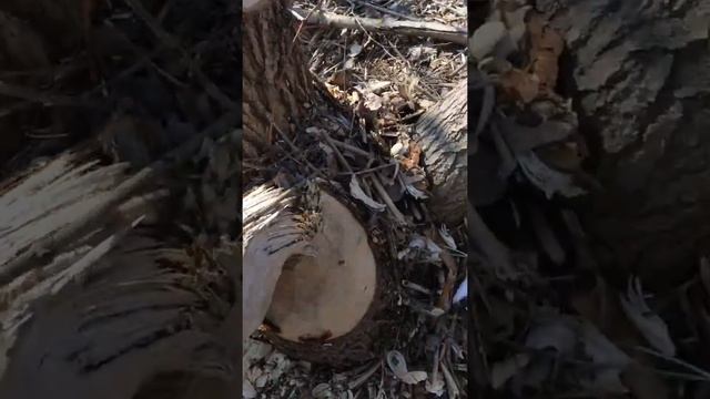 Бобры валят деревья смотреть онлайн