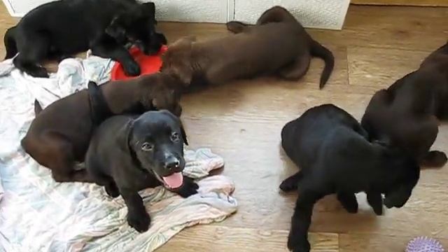 Щенки Лабрадора.AVI смотреть онлайн