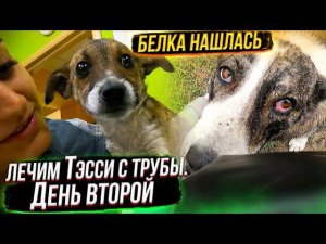 Шаня плачет. Тэсси везем на капельницы. Папа готовит теплое место собакам в холода. Леди в печали.