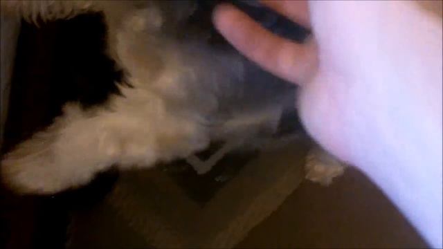 Tarantula Feeding Video 145 Part 2 - Late Brunch