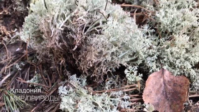 Лишайник Кладония или Олений мох- 2 в 1. Симбиоз водоросли и гриба, интересные сведения, ценность смотреть онлайн