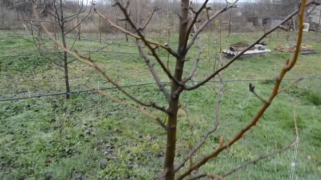 Залізний купорос + карбамід (мочевина ) вигляд дерев після обробітку смотреть онлайн