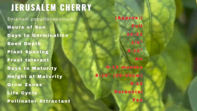 JERUSALEM CHERRY Information & Growing Tips! (Solanum pseudocapsicum) смотреть онлайн
