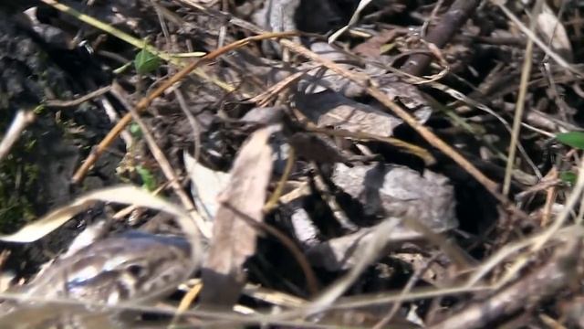 Большая ящерица на охоте дикая природа рептилия Big lizard on hunting in the wild nature reptile смотреть онлайн