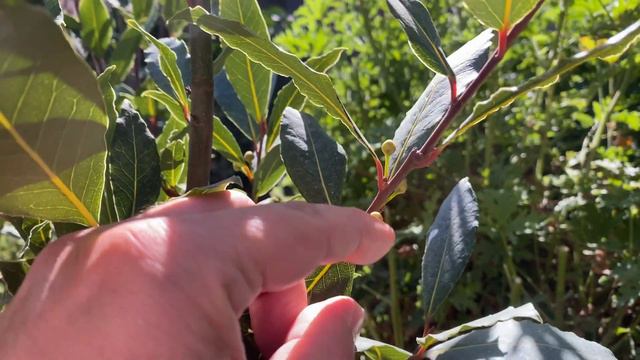 The Most Potent Part of Bay Laurel Trees (Ep. 26) смотреть онлайн