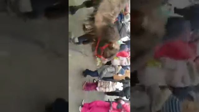 Верблюд на Масленице на ЮНОНЕ ест ель смотреть онлайн