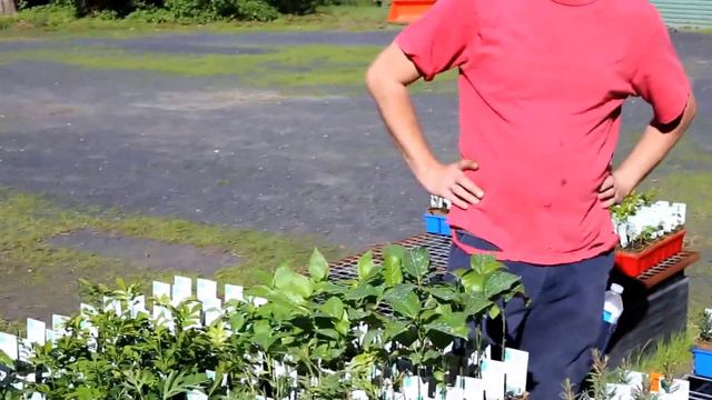 Behind The Scenes: Despatch From The Pot'n All Nursery