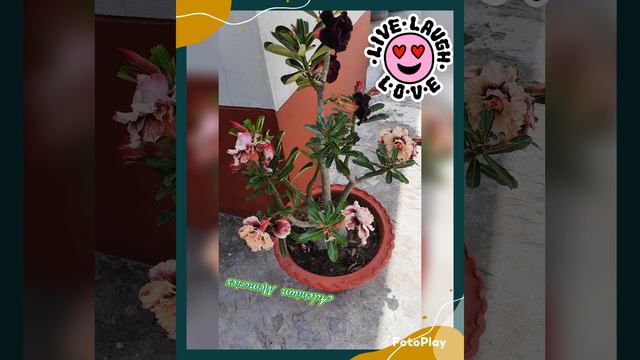 Adenium Memories. смотреть онлайн