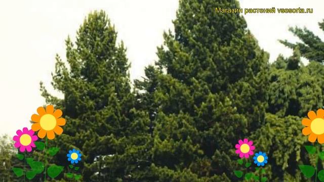 Сосна кедровая (Сосна кедровая). Краткий обзор, описание характеристик, где купить, саженцы смотреть онлайн