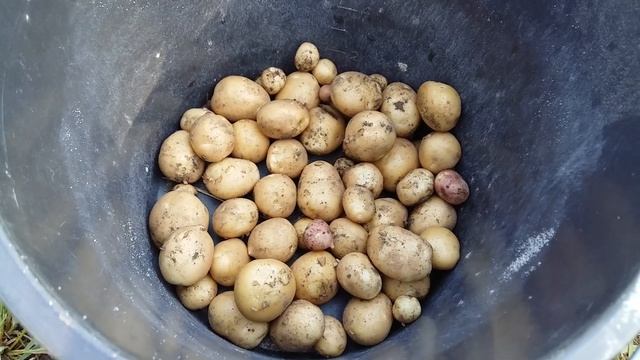 ЧТО БУДЕТ ЕСЛИ посадить картошку из супермаркета /Чудо картошка! / Результат удивляет / БЕЛЬМОНДА смотреть онлайн