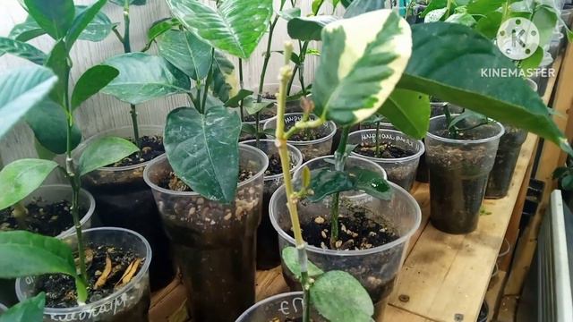 Прививка лимончика пошла в рост, уход. смотреть онлайн