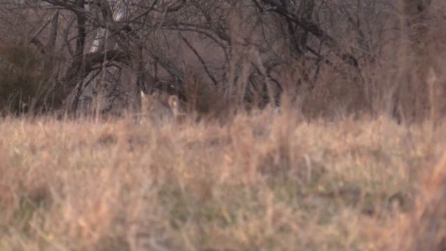 Predator Hunting- Coyote Calling Adrenaline Rush смотреть онлайн