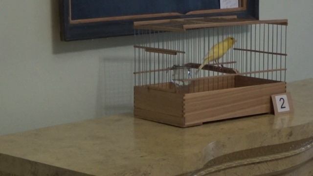 3-е место Конкурс Канареек 1 декабря 2018 Москва смотреть онлайн