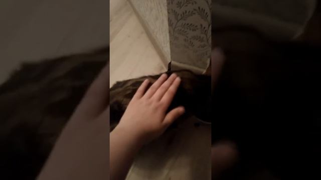 Милая и послушная кошка смотреть онлайн