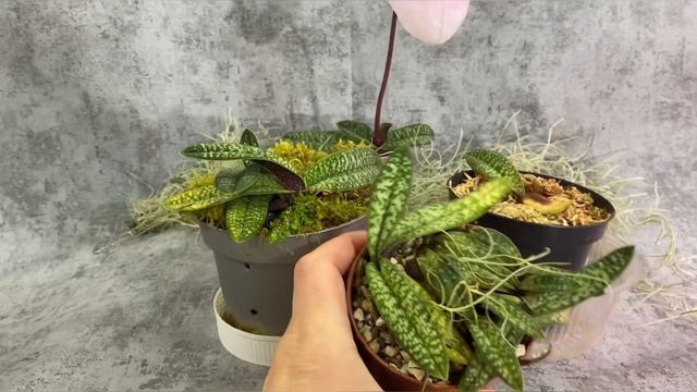 paphiopedilum micranthum var. eburneum смотреть онлайн