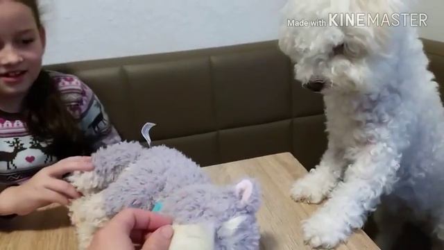 Посылка с Mytoys. Little Live Pets Ruffles& Sabrina канал SHS смотреть онлайн