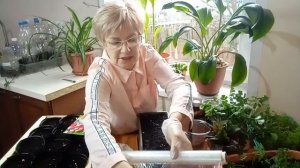 Посадка гороха и редиски. Посеем Пожуем