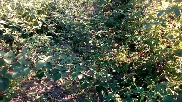 Урожай ежевики Гигант 2018 смотреть онлайн