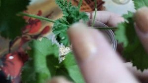 Пеларгония Ангел. Второе укоренение в перлите.